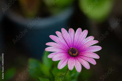 Beautiful macro purple natural flower