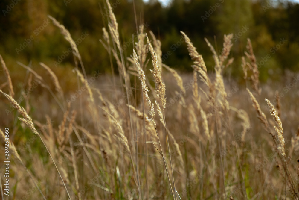 Fototapeta premium Autumn dry grass in the morning sun, shot close-up