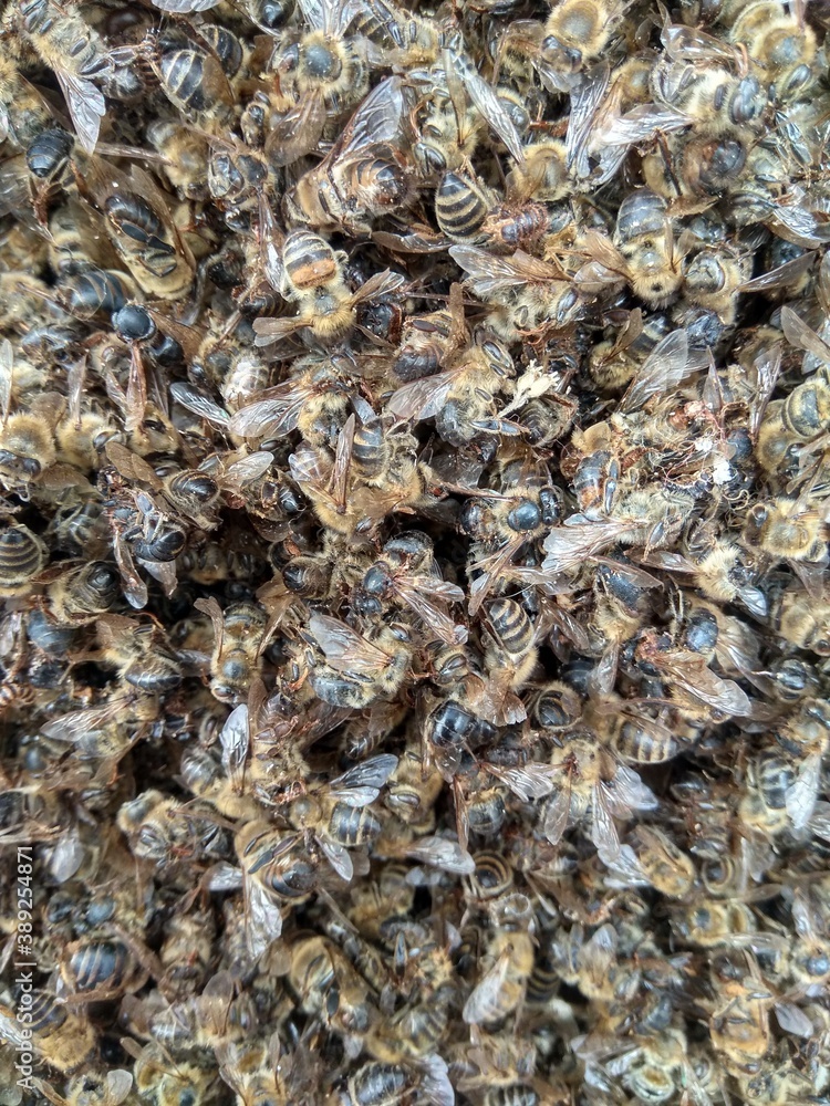 dead bees dead bees