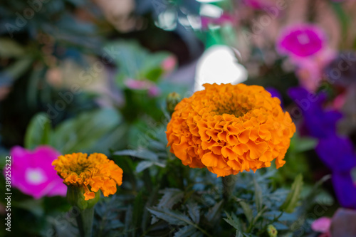 Beautiful macro orange natural flower