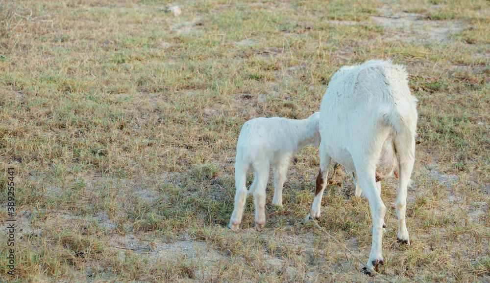 White goat in a meadow on a farm. Raising cattle on a ranch, pasture
White goat in a meadow on a farm. Raising cattle on a ranch, pasture