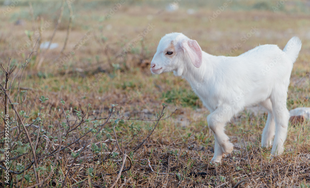 White goat in a meadow on a farm. Raising cattle on a ranch, pasture
White goat in a meadow on a farm. Raising cattle on a ranch, pasture