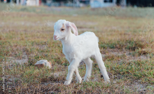 White goat in a meadow on a farm. Raising cattle on a ranch, pasture  © กรบุรษ วรดี