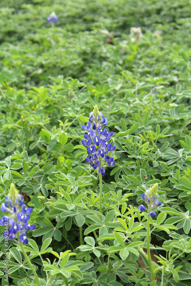 bluebonnet in the fields