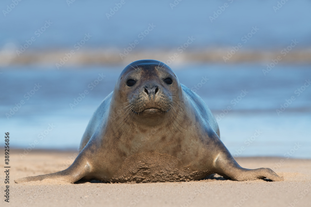 Fototapeta premium Harbour Seal (Phoca vitulina) at the edge of the ocean