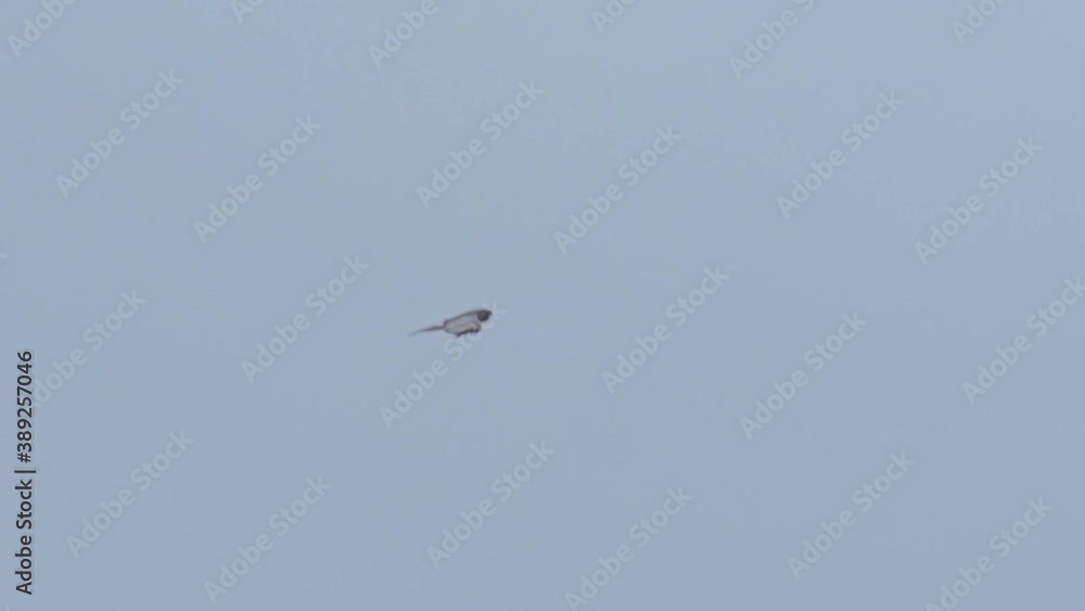 wildlife bird europe - white falco flying wildlife bird europe - white falco flying