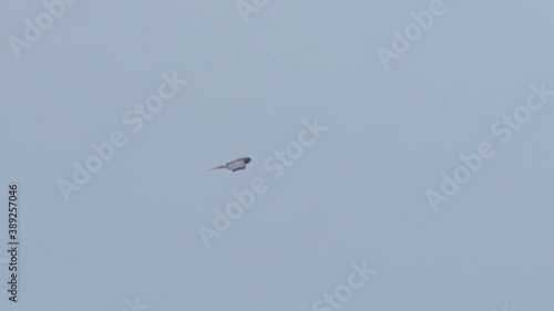 wildlife bird europe - white falco flying