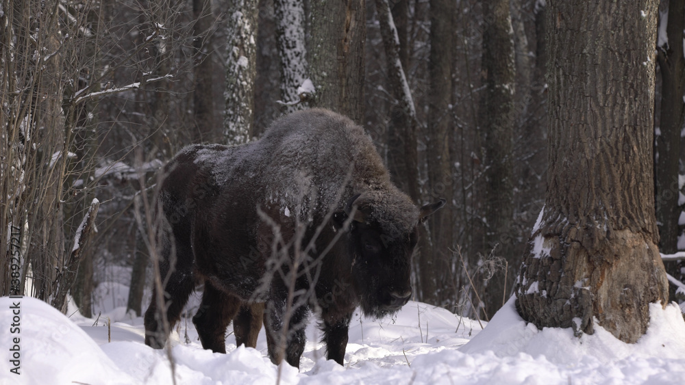 European bison (Bison bonasus) or the European wood bison, also known as the wisent or zubr in Białowieża Forest European bison (Bison bonasus) or the European wood bison, also known as the wisent or zubr in Białowieża Forest