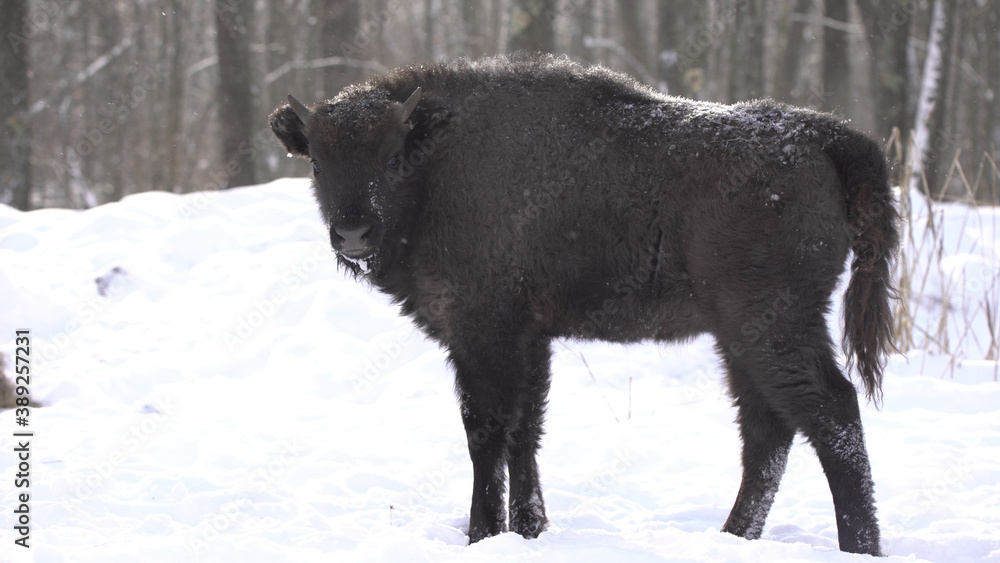 European bison (Bison bonasus) or the European wood bison, also known as the wisent or zubr in Białowieża Forest European bison (Bison bonasus) or the European wood bison, also known as the wisent or zubr in Białowieża Forest