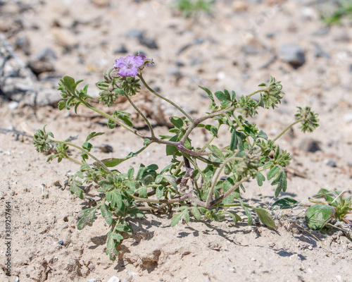Death Valley scorpion-weed (Phacelia vallis-mortae) is an uncommon Mojave desert endemic plant that is a member of a diverse genus.