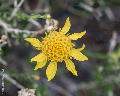 Shockley's Goldenhead Aster (Acamptopappus shockleyi) is a shrub with large yellow flowers in the sunflower family (Asteraceae) photo