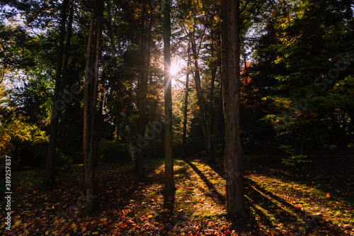 Sun shining through the trees in late afternoon