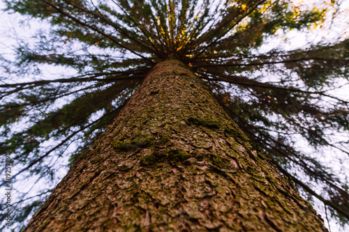 Autumn tree trunk in the evening seen upwards
