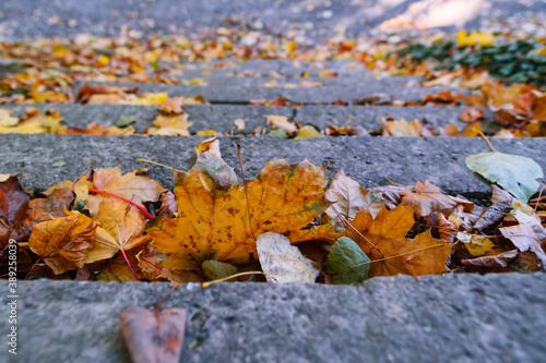 Autumn leaves on concrete stairs