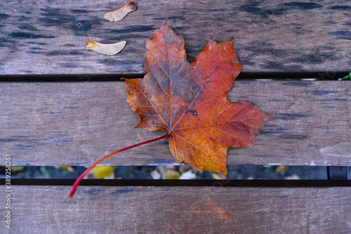 Colorful autumn leaf on bench