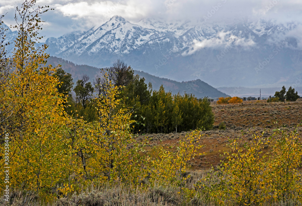Snow capped mountains and yellow leaves in the fall of The Grand Tetons.