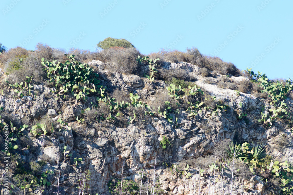 Mediterranean wild cliff with many prickly pears plants on it Mediterranean wild cliff with many prickly pears plants on it