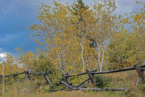 Snow capped mountains and yellow leaves in the fall of The Grand Tetons. photo