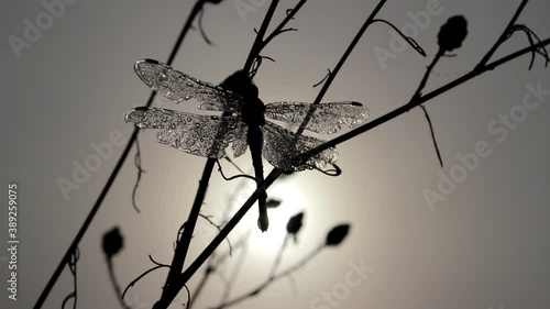Early in the morning in the field, on a branch of a dry flower, a dragonfly sleeps. Her wings and body are covered with morning dew. The sun's rays break through the fog.