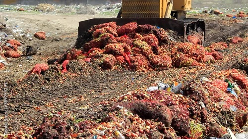 In some countries, onions are disposed of using heavy machinery. The bulldozer moves the packages of onion with a bucket and mixes it with the soil.