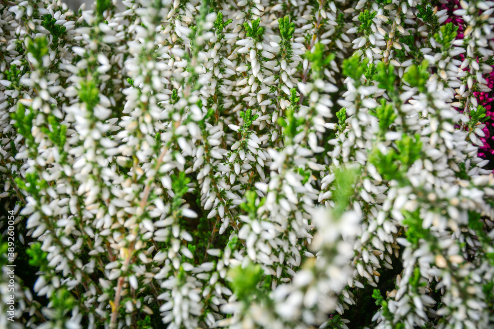 Fototapeta premium Heather flowers as a background for artwork.