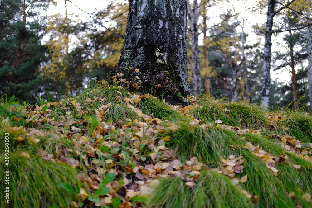 moss on the tree moss on the tree