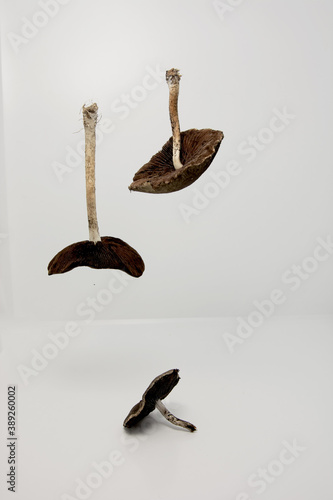 mushrooms on a white background hanging in the air
 photo