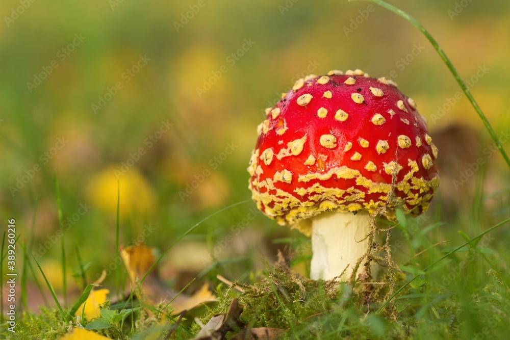 Amanita muscaria red mushroom in autumn in the wet meadow Amanita muscaria red mushroom in autumn in the wet meadow
