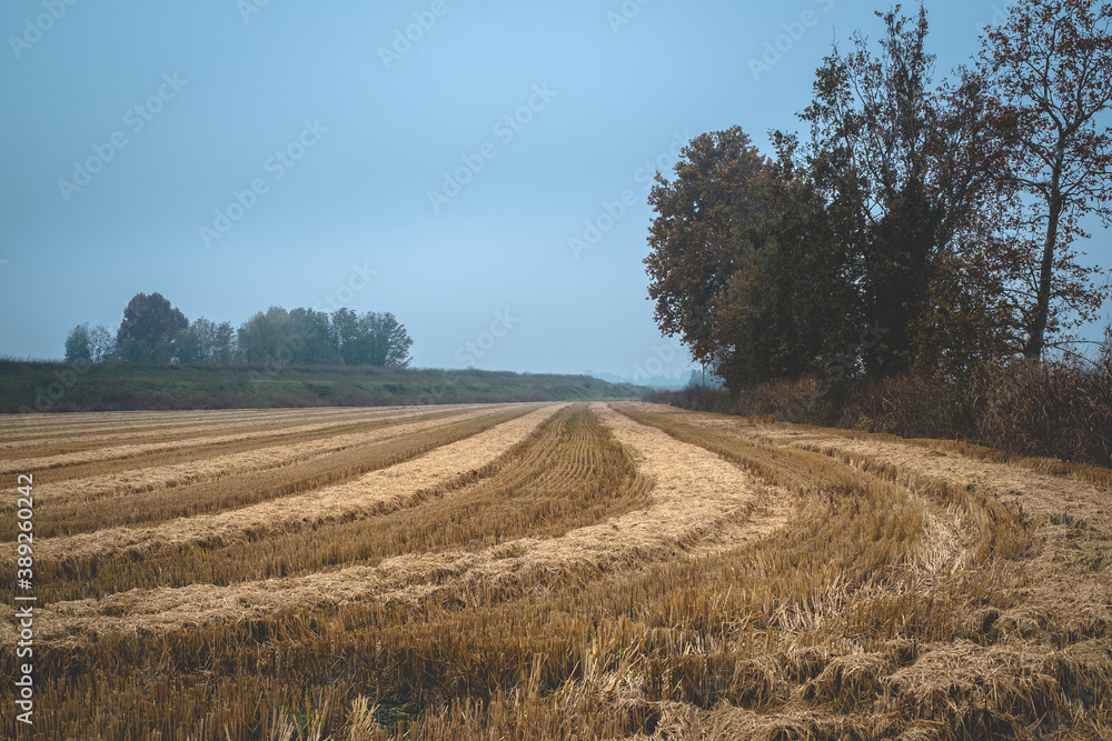 Wheat field in the Po Valley, Italy