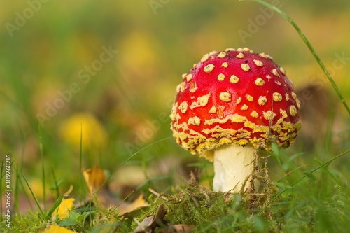 Amanita muscaria red mushroom in autumn in the wet meadow