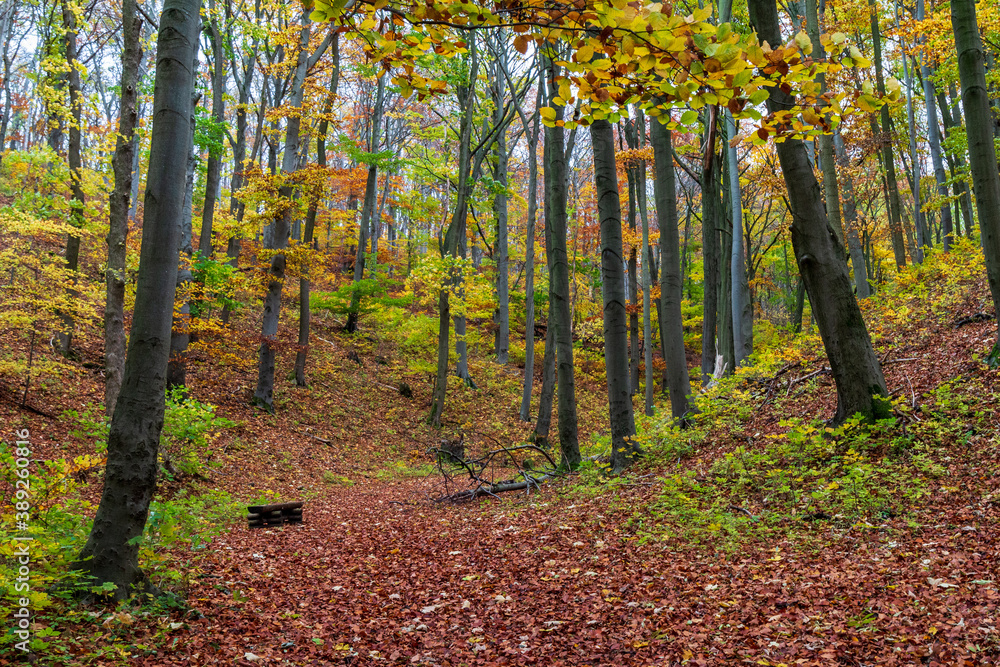 Obraz premium Herbst an den Hörselbergen in Thüringen