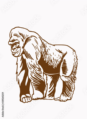 Graphical vintage drawing of gorilla ,sepia background,vector illustration