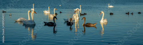 Panoramic image of a blue lake with a flock of swans and ducks.