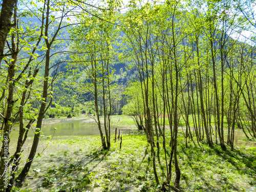 A thaw in Austrian Alps. The forest is flooded with water coming from the surrounding glacier. Early spring time. Lush green tree leaves. Nature wakes up after winter hibernation. photo