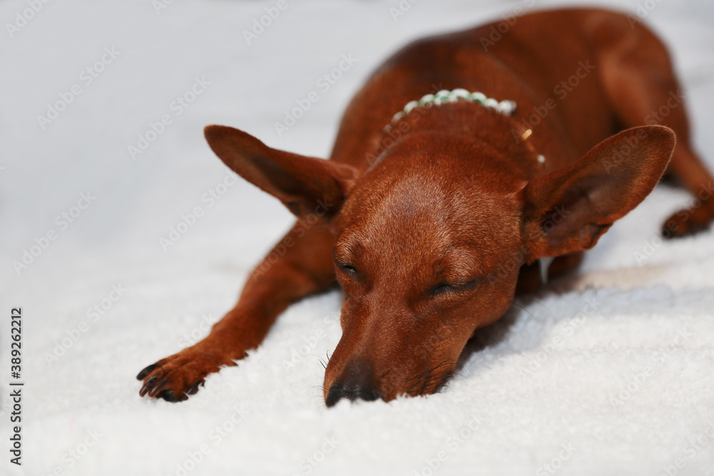 Portrait of a sleeping dog on a white background. Portrait of a sleeping dog on a white background.