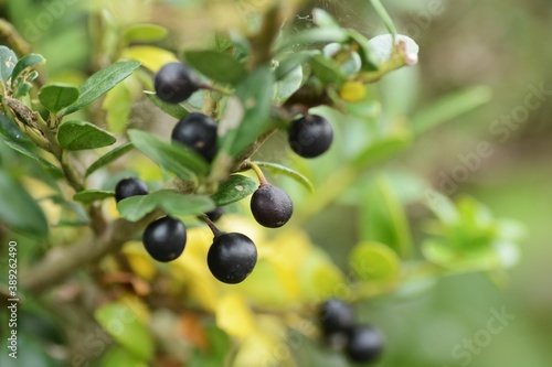 Japanese holly (Ilex crenata) berries / Aquifoliaceae evergreen shrub