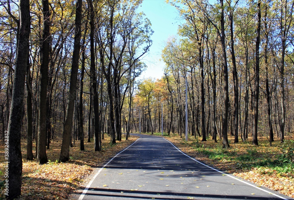 Trees with yellow leaves in the autumn forest on a clear Sunny day Trees with yellow leaves in the autumn forest on a clear Sunny day