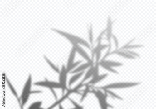 Transparent Vector Shadow of Tree Leaves. Decorative Design Element for Posters and Mockups. Creative Overlay Effect