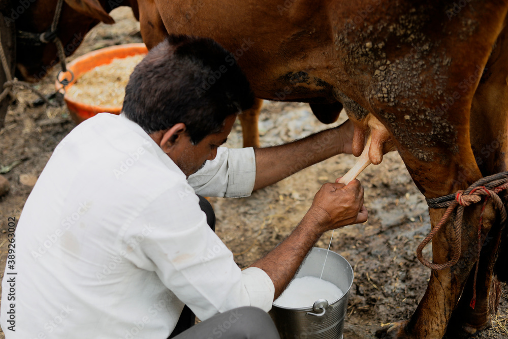 A dairy farmer milking his cow in his local dairy farm, An Indian farming scene. A dairy farmer milking his cow in his local dairy farm, An Indian farming scene.