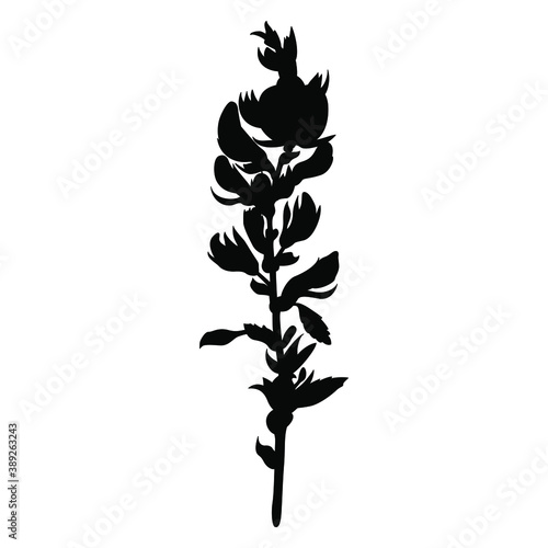 Ononis Hircina flower branch. Blooming wildflower. Black silhouette on white background.