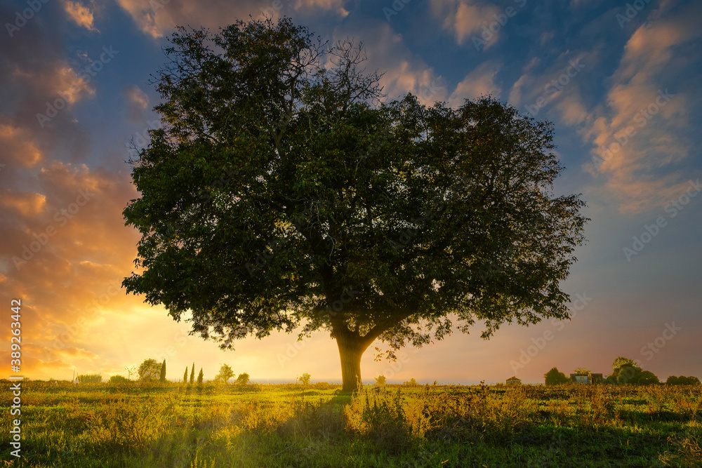 Fototapeta premium Beautiful tree at an amazin autumn sunset in the plains