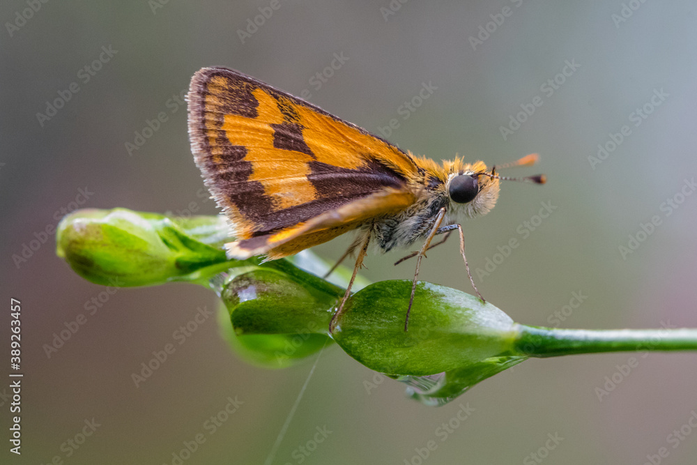 little yellow skipper perched on flowers little yellow skipper perched on flowers