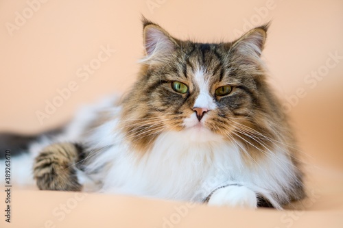 Fototapeta Naklejka Na Ścianę i Meble -  Siberian cat on colored backgrounds