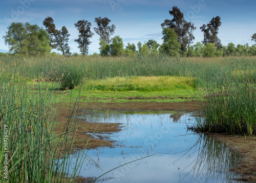 Sacramento wildlife refuge  marsh view in the spring