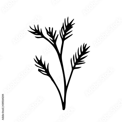 Branch of pine. Vector stock illustration. Hand drawn winter plant.