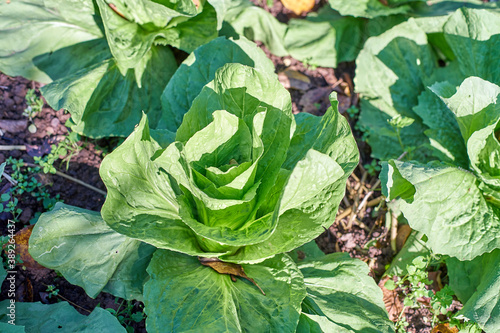 Tableau sur toile Sugar loaf grow in the vegetable bed; winter salad
