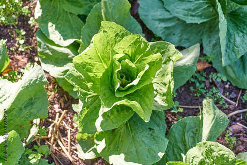 Sugar loaf grow in the vegetable bed; winter salad