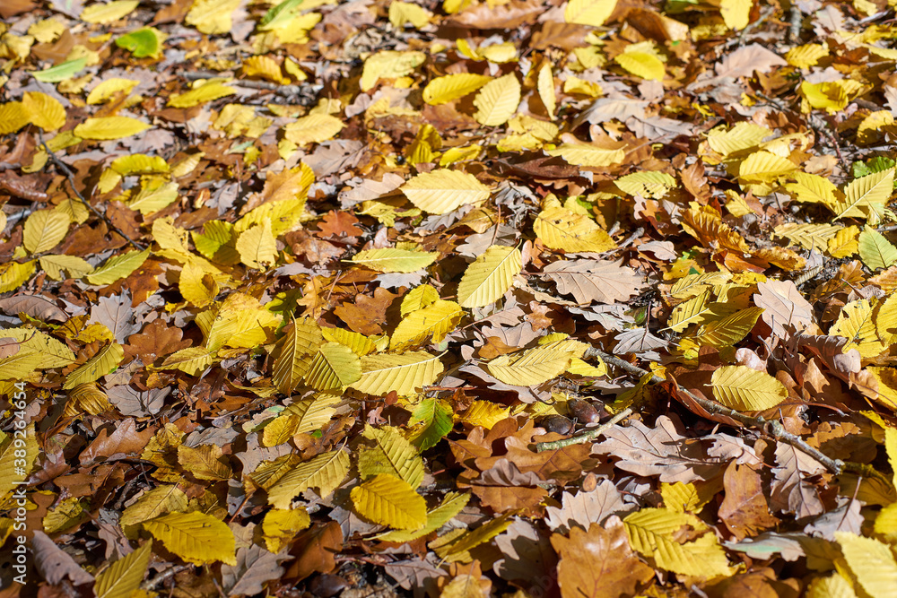 Colorful autumn leafs from deciduous trees Colorful autumn leafs from deciduous trees