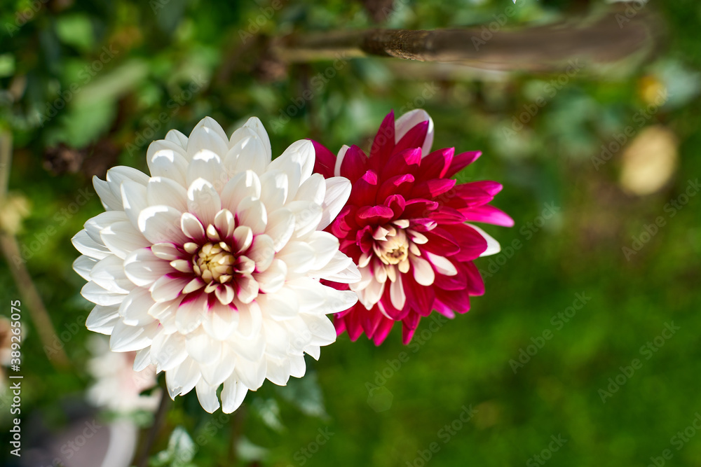 Dahlien head in the colors white and purple; Georgina Dahlien head in the colors white and purple; Georgina