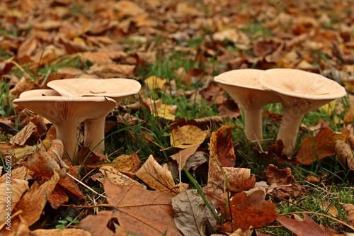 Mönchskopf (Infundibulicybe geotropa) photo